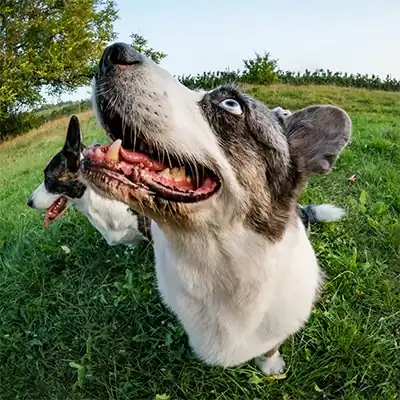 Original dog photo