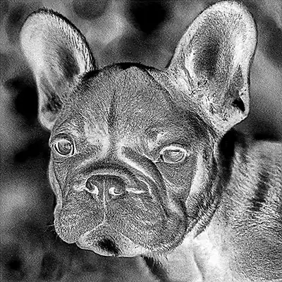 Laser-prepared pet photo