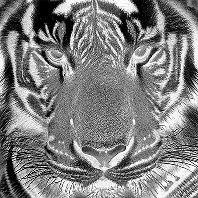 Laser-prepared tiger photo