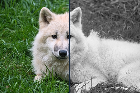 Grayscale
