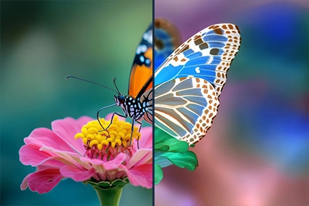 Invert Colors